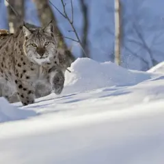 Lodjur i snö, på jakt efter byte. Vackert djur i sin naturliga miljö.