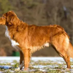 En ståtlig tollare hund med rödbrun päls står i en snötäckt gräsmark.