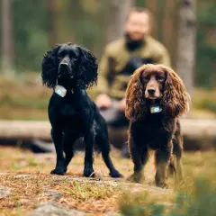 Två jakt cocker spaniel, en svart och en brun, står i skogen med GPS-halsband.
