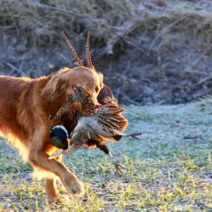 En stolt jakt golden retriever bär hem sitt byte, en fasan, genom frostig mark i morgonsolen.