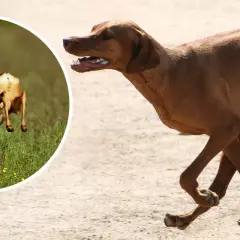 Brun hund springer snabbt. I en cirkel en rådjur som hoppar, en bild som kan associeras med magomvridning hund.