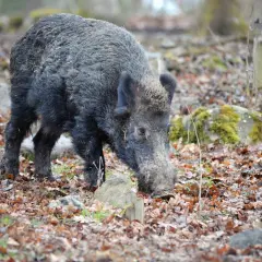 Vildsvin bökar i löv. En jägare smyger sig närmare för att jaga vildsvin i skogen.