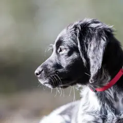 En ung jakt hund med röd halsband, redo för äventyr i skogen.