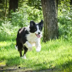 En border collie springer glatt i gräset. Även om koppeltvång hund kan vara nödvändigt, njuter den här hunden av friheten.