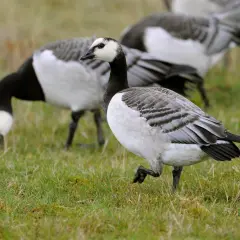 En vitkindad gås går fram på en gräsbevuxen äng. En annan vitkindad gås böjer sig ner för att äta.