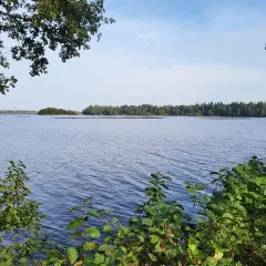 Vacker sjöutsikt med skog i bakgrunden, som om man följer den gula stigen i Uppsala. Grönska ramar in bilden.