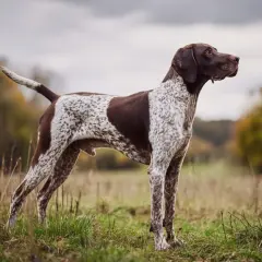 En ståtlig pointer hund står i ett fält, redo för jakt.