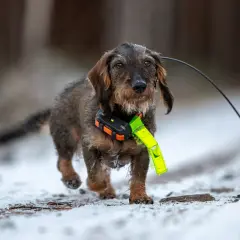 En korthårig tax med GPS-halsband springer i snön.