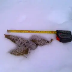 Mätning av varg bajs i snön. Måttbandet visar cirka 15 cm.