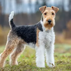 En ståtlig foxterrier står i gräset med en lekfull svans som viftar.