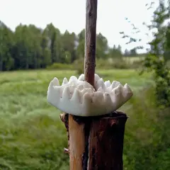 En saltsten vilt, placerad på en träpåle i en grönskande äng. Skogen skymtar i bakgrunden.