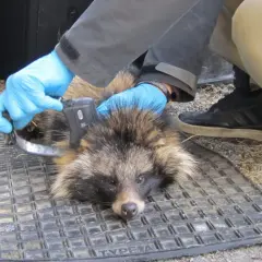 Forskare märker en mårdhund i Sverige med ett spårningshalsband.