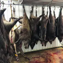 Flera vildsvin hänger upp och ner för att kylas. Dygnsgrader är viktiga för att bevara köttet.