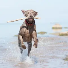 En långhårig weimaraner springer glatt i vattnet med en pinne i munnen.