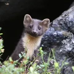 En mårdunge tittar fram ur en mörk håla, omgiven av grönska. Den har mörk päls med ljusare fläck på bröstet.