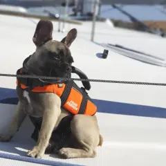 Fransk bulldogg i flytväst njuter av sin semester med hund på en segelbåt.