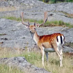 A fallow deer with large, palmate antlers stands in a grassy, rocky landscape.