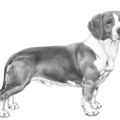 En detaljerad blyertsteckning av en stående drever hund med mörka öron och en vit fläck på bröstet.