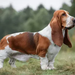 En ståtlig basset hound med långa öron står i gräset, redo för en dag av jakt.