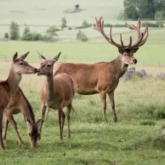 En ståtlig kronhjort med imponerande krona står i en grönskande hage, omgiven av hindar. Snart är det kronhjort jakttid.