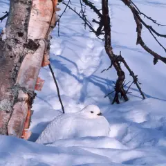 En vit ripa kamouflerad i snön vid en björkstam. En snara ripa i sitt vinterlandskap.