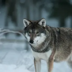 En varg står i snön, en påminnelse om den pågående debatten om skyddsjakt varg i Sverige.