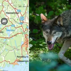 Karta över Blekinge med vargspår markerade. En varg syns i förgrunden, redo att utforska sitt revir.