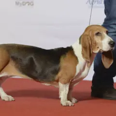 En stolt Basset Artesien Normand valp står på en röd matta, redo för uppmärksamhet.