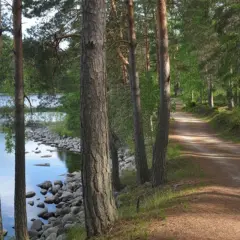 En vacker stig för vandring i Borås, kantad av tallar och med en glittrande sjö.