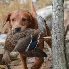 En stolt tysk fågelhund bär en fågel i munnen genom skogen.