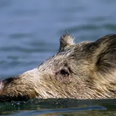 Vildsvin kan simma! Ett vildsvin simmar i vattnet, bara huvudet syns ovanför ytan.