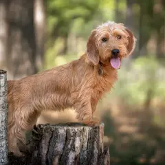 En busig basset fauve de bretagne valp står på en stubbe i skogen, med tungan ute och redo för äventyr.