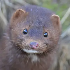 En nyfiken minkunge tittar fram ur gräset med sina stora, mörka ögon.