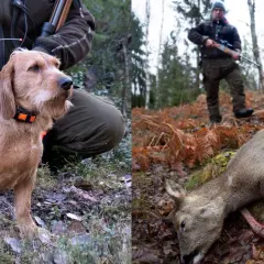 En stolt basset fauve de bretagne vid jägarens sida i skogen, med ett fällt rådjur i bakgrunden.