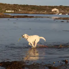 En glad golden retriever springer i vattnet med en pinne i munnen. Perfekt för en dag att campa med hund vid kusten.