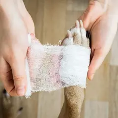 Händer bandagerar en hunds tass. En tassbandage hund behöver omsorg.