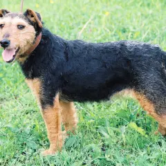 En tysk jaktterrier står i gräset med tungan ute.