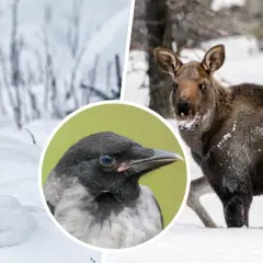 Rådjur i snön, en älg och en kråka. Tiderna för jakten på rådjur kan variera.