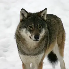En varg, eller Canis lupus på latin, står i snön.