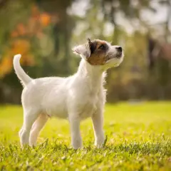 En alert parson russell terrier står i gräset och tittar uppåt, redo för lek i höstsolen.