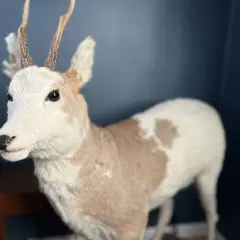 En vit dovhjort med ljusa horn står mot en mörkblå vägg. Dess päls är vit med ljusbruna fläckar.
