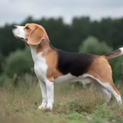 En stolt beagle hundras står i gräset med blicken mot himlen.