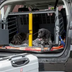 Två hundar redo att ta med hund till Norge. De ligger i en bur i bagageutrymmet på en bil, bredvid en resväska.