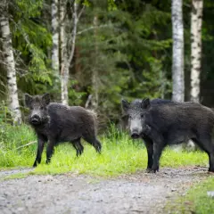 Två vildsvin på en grusväg i skogen. Kanske en del av en diskussion om skyddsjakt vildsvin regler.