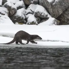 Utter med sin långa, uttrycksfulla svans springer längs en snötäckt strandkant.