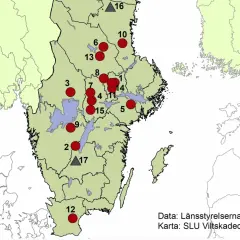 Karta över vargrevir i Sverige med röda cirklar som markerar revir och grå trianglar som markerar andra platser.