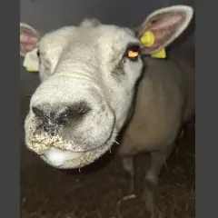 Får med smutsig nos och en liten skumklump vid munnen, som nästan ser ut som en blå tunga.
