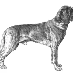 En teckning av en stående hannoveransk viltspårhund med randig päls och hängande öron.