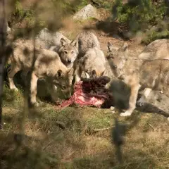 En flock vargar, imponerande i varg storlek, samlas kring ett kadaver i skogen.