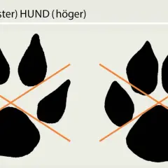Två tassavtryck, ett varg spår till vänster och ett hund spår till höger, med orange kors över.